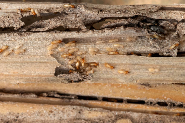 Best Flea Control Services  in Prairie Du Chien, WI